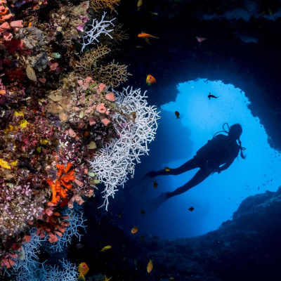 Night Snorkeling with Whale Sharks