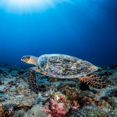 Turtle Expedition Snorkel