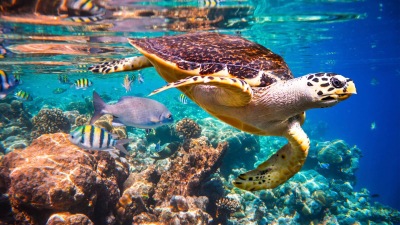 Snorkeling Excursions