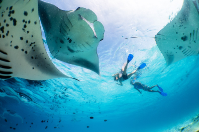 Hanifaru Bay Excursion (Half-Day)