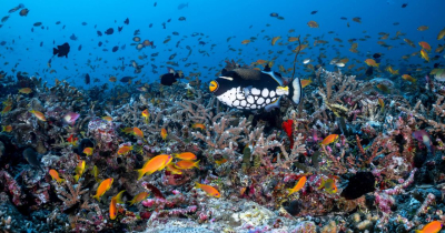 Marine Biologist Presentation