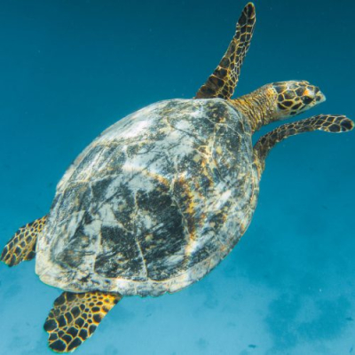 Turtle on Call
