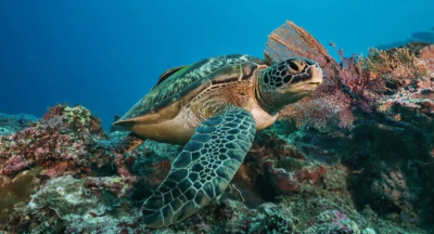 Turtle Quest Boat Excursion