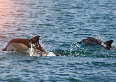 Dolphin Cruise